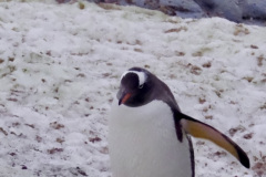 571EF303-DB2D-491E-9421-68017C795ABD_1_105_c