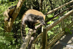 D0023C75-BE15-41EE-9153-BFA1B7383D21_1_105_c