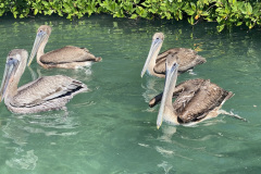 10597439-DCDE-4182-8DF7-96AD017E20D2_1_105_c