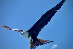 FD0FEE26-5ECD-4B09-B080-12FF796F2DD9_1_105_c