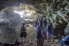 Animal-Flower-Caves-1