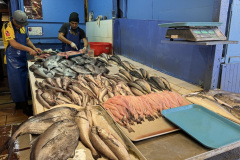 0C8DA2D5-387F-4129-BFDA-1C6836459C97_1_105_c