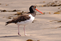 A9343D1F-DF3F-41F2-B3B9-DB24EB59CF3B_1_105_c